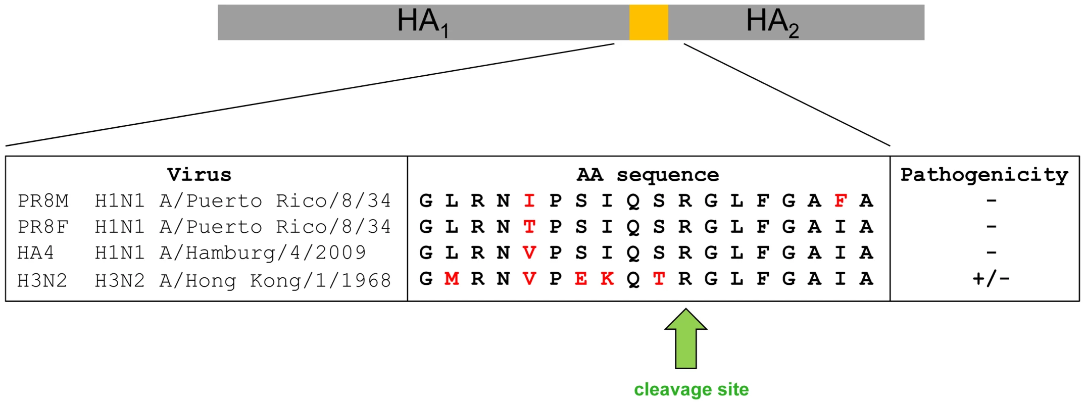 Alignment of amino acid sequences of the protease loop region from H1N1 and H3N2 influenza A viruses.