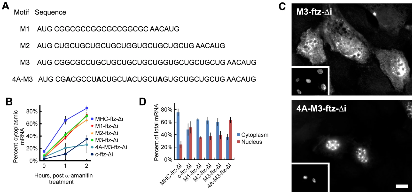 ALREX–associated motifs promote nuclear export of mRNA.