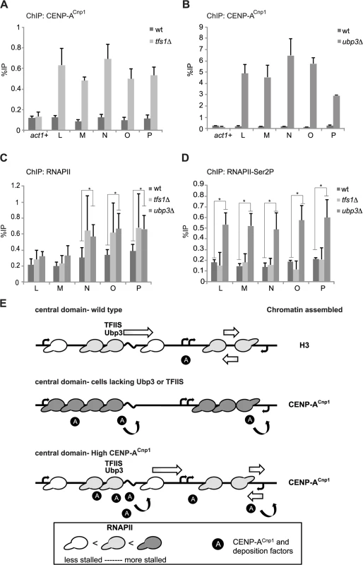 Mutants that affect RNAPII elongation allow <i>de novo</i> establishment of CENP-A<sup>Cnp1</sup> chromatin.