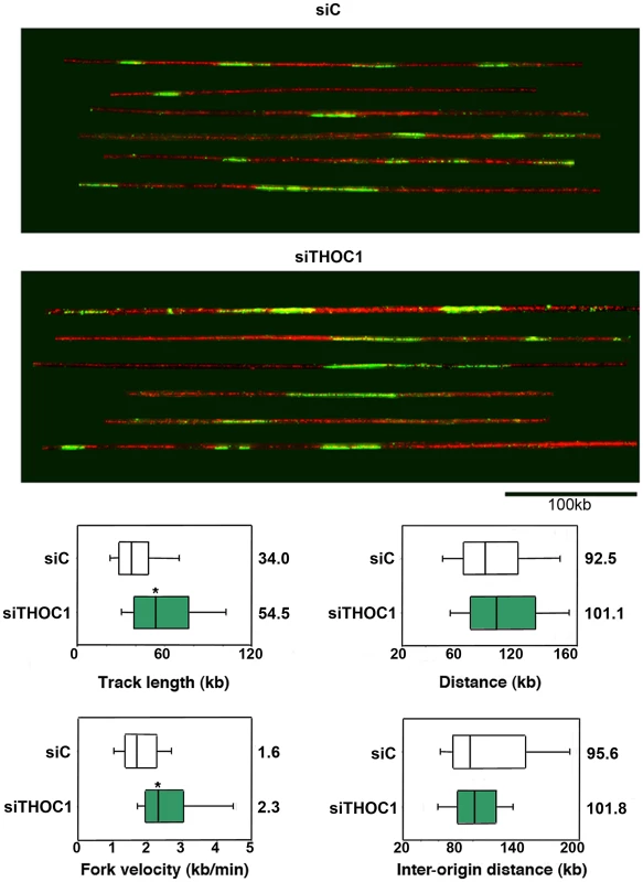 Combing assay showing that replication fork progression is altered in cells depleted of THOC1.