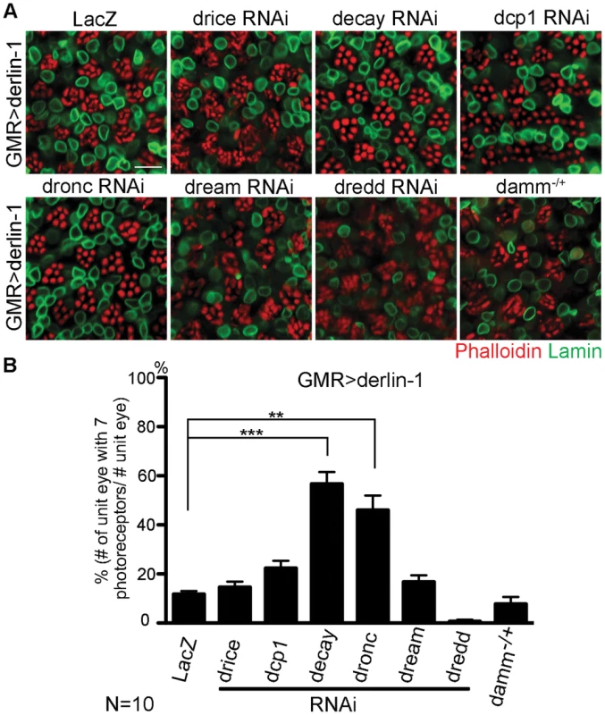 Derin-1 overexpression elicits canonical mitochondrial apoptosis.