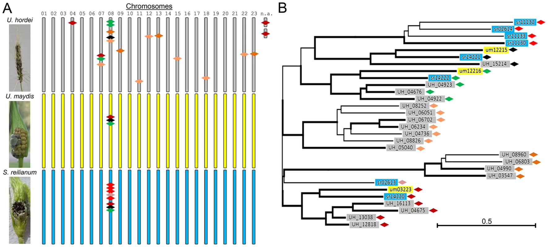 Overview of <i>mig1</i>-related genes in <i>U. hordei</i>, <i>U. maydis</i>, and <i>S. reilianum</i>.