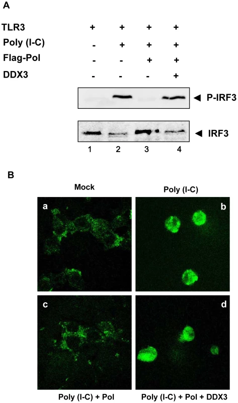 HBV Pol inhibits both phosphorylation and nuclear translocation of IRF3.