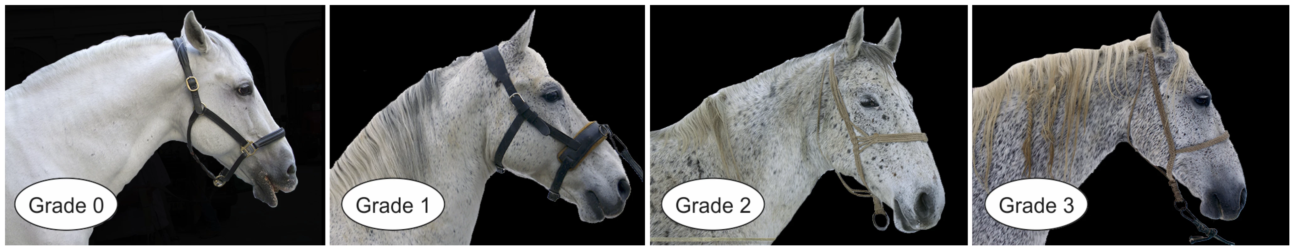 Variation of speckling grade in four grey Lipizzan horses.