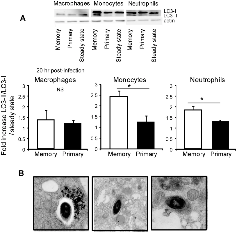The reactive oxygen species generated inside inflammatory monocytes and neutrophils from memory mice induce autophagy.