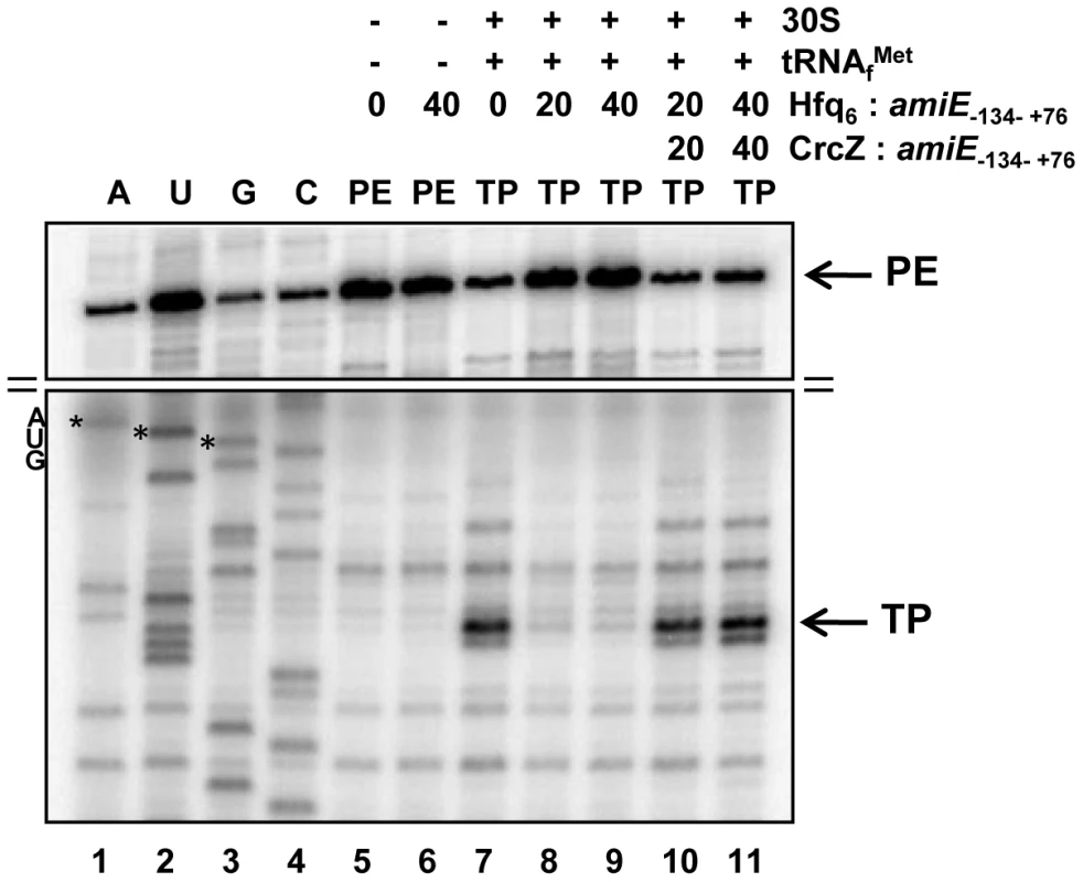 Hfq inhibits translation initiation complex formation on <i>amiE</i> mRNA.