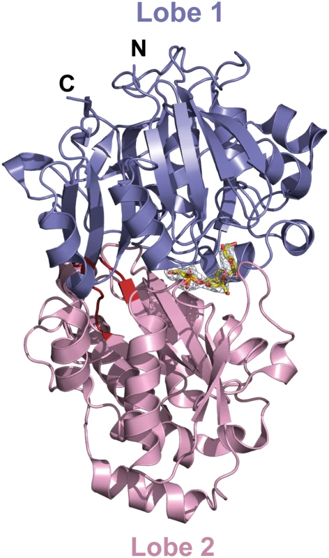 Ribbon representation of AccA in complex with agrocinopine A shown in its annealing Fo-Fc omit map contoured at 4δ.