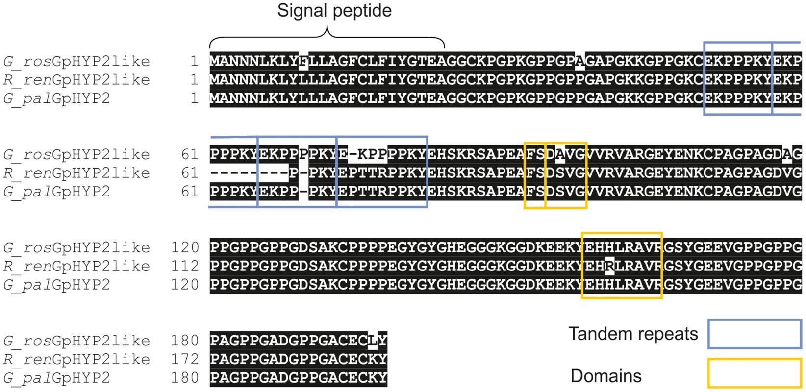 Conservation of <i>hyp</i> genes in <i>Globodera</i> and <i>Rotylenchulus</i> species.
