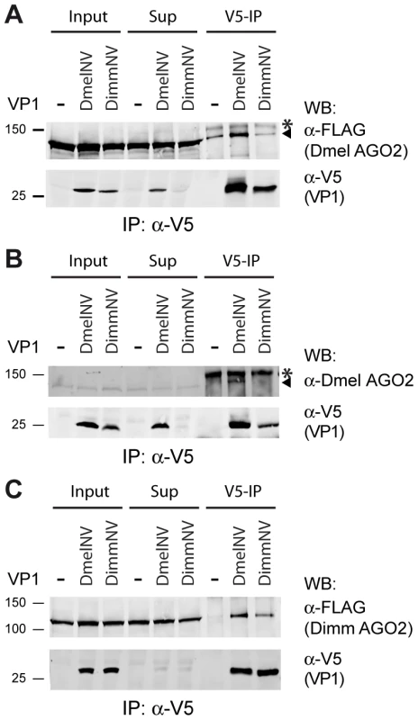 Species-specific interaction between VP1 and AGO2.