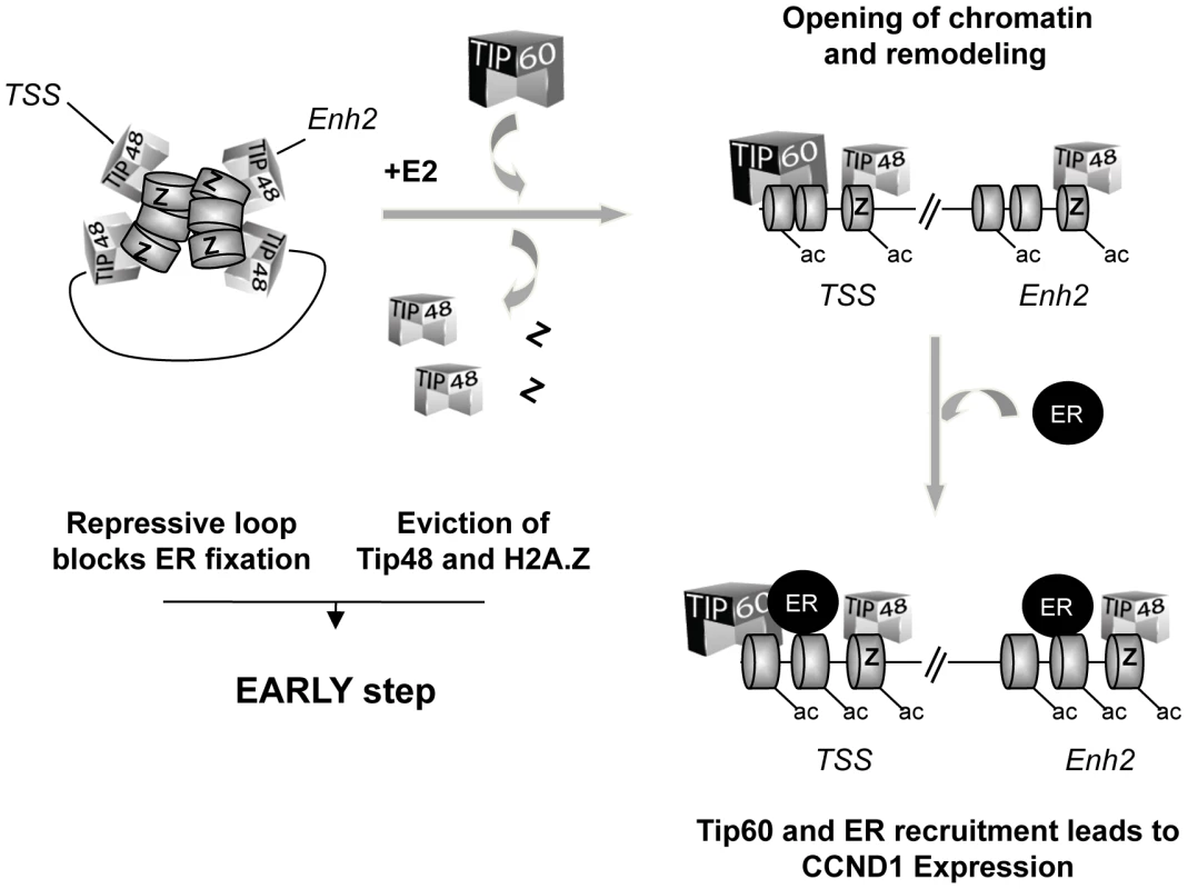 Model for the role of TIP48, H2A.Z, and TIP60 in initiation of transcription activation of &lt;i&gt;CCND1&lt;/i&gt; via promoter enhancer crosstalk.