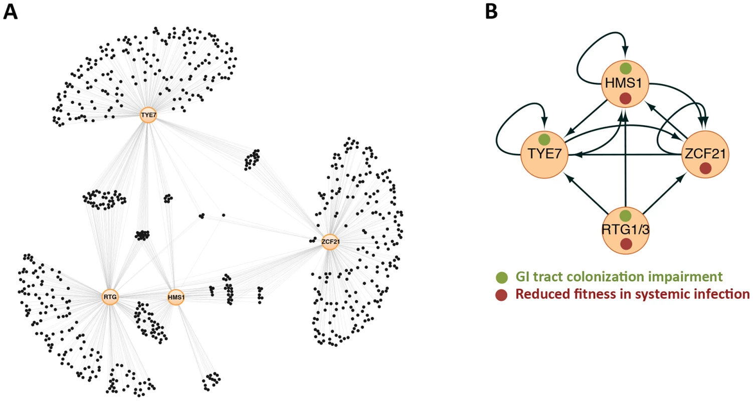 Gene regulatory network directing <i>C. albicans</i> proliferation in a mammalian host.