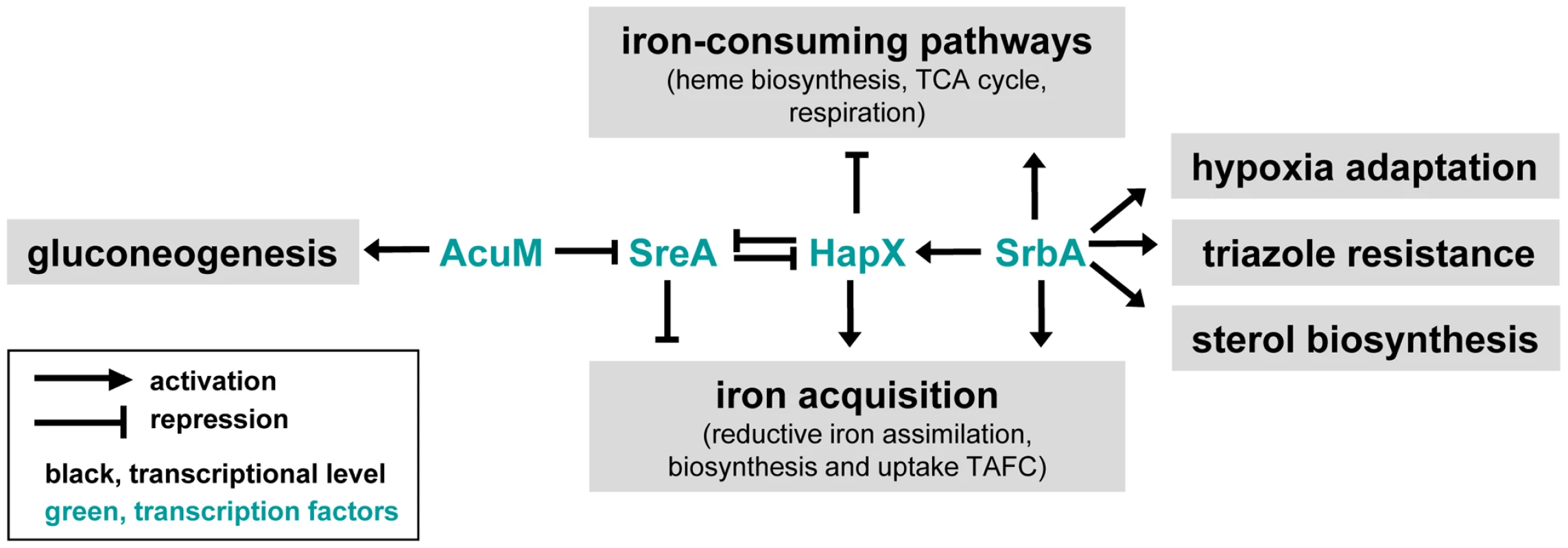 Model for relationships between the transcriptional regulators SrbA, SreA, HapX, and AcuM and their roles in iron acquisition and ergosterol biosynthesis.
