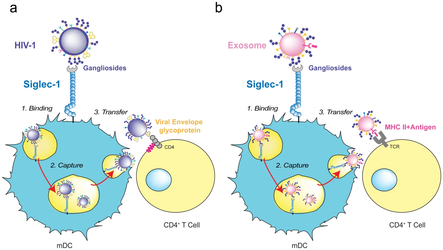 HIV-1 and exosome targeting to Siglec-1.