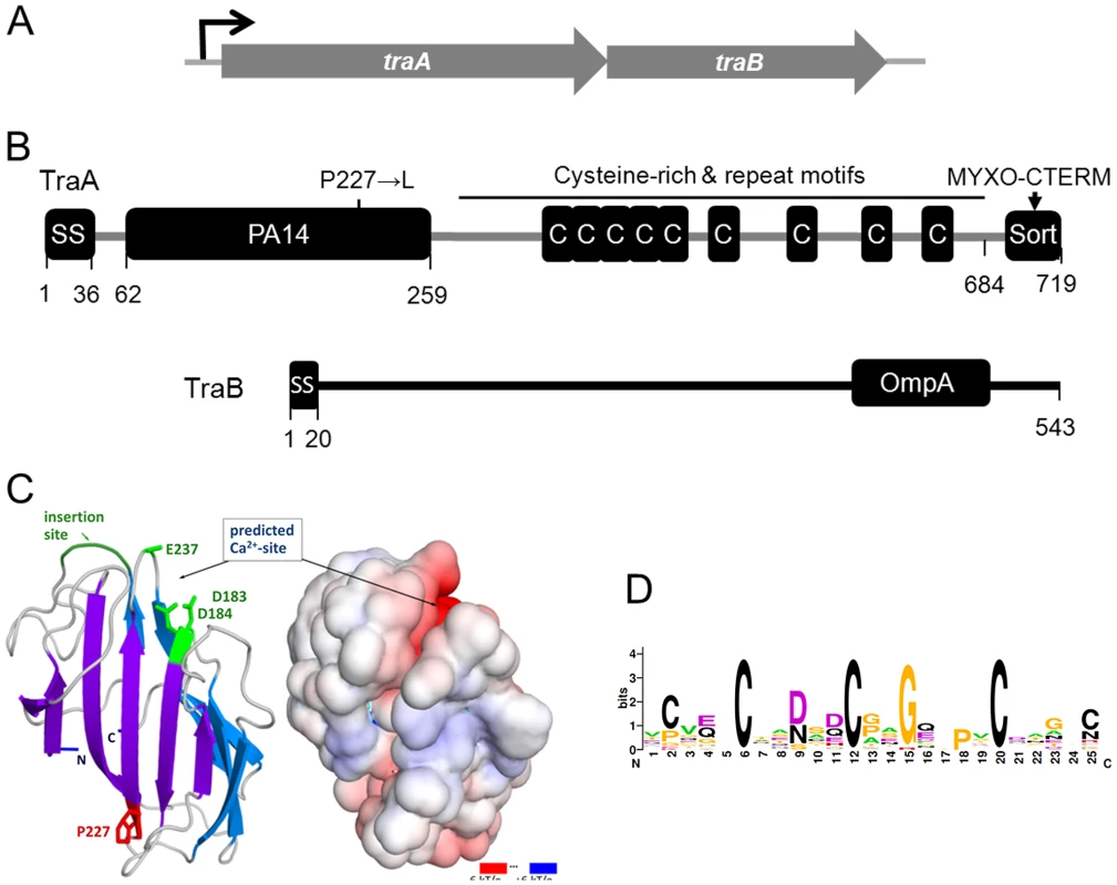Genetic and modular structure of TraAB.