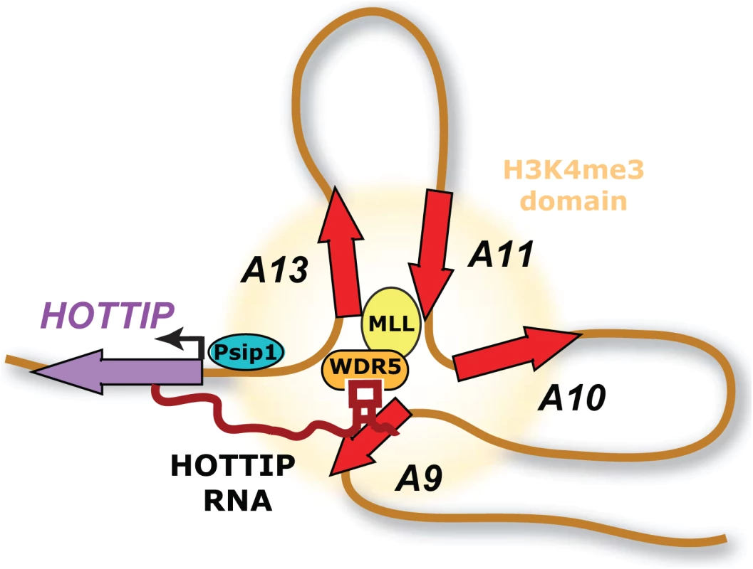 Model of positive cofactor 4 (PC4) and splicing factor 2 (SF2) interacting protein (Psip1) action.