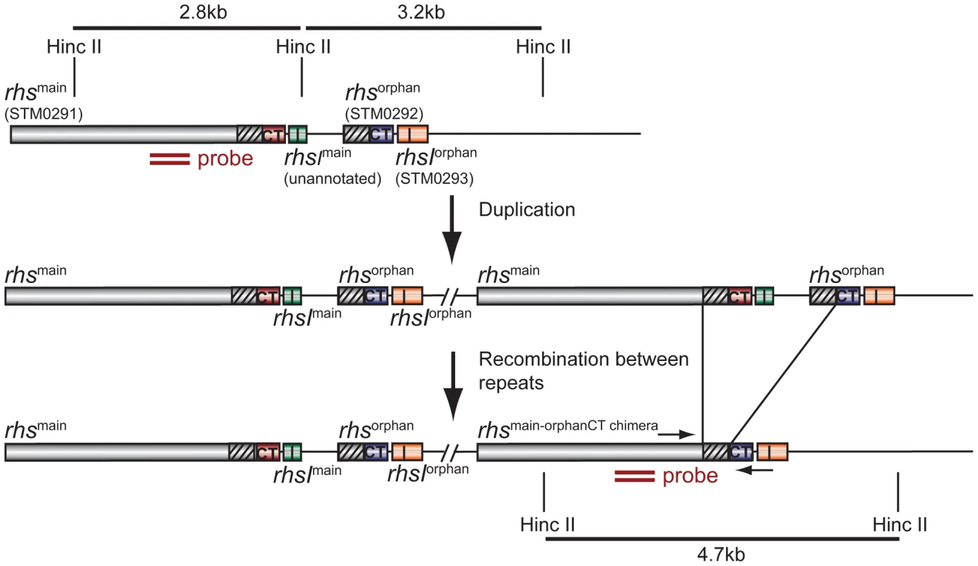 Proposed mechanism of <i>rhs</i> locus rearrangement in evolved inhibitor cells.