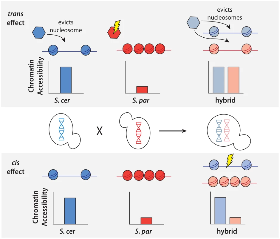 Schematic of approach to detect <i>cis</i> and <i>trans</i> effects on chromatin accessibility.