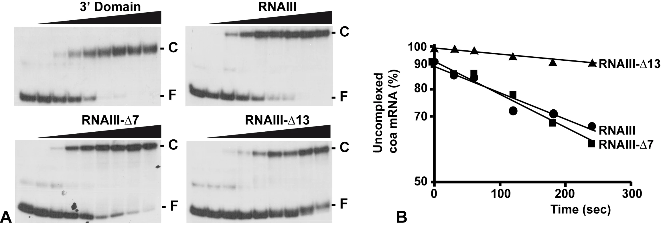 RNAIII binds efficiently to <i>coa</i> mRNA <i>in vitro</i>.
