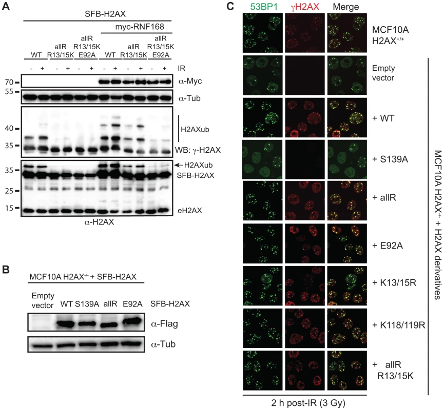 Regulation of H2AX-K13/K15ub by RNF168 requires the acidic patch.