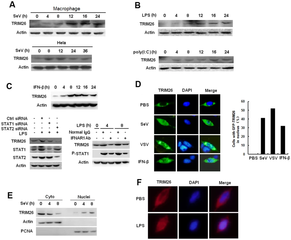 Virus infection induces TRIM26 expression and nuclear translocation.