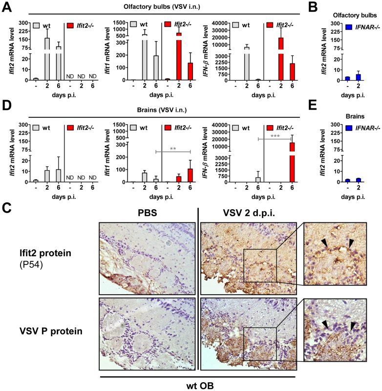 <i>Ifit2</i> and <i>Ifit1</i> are induced in VSV-infected regions of OB and brain.