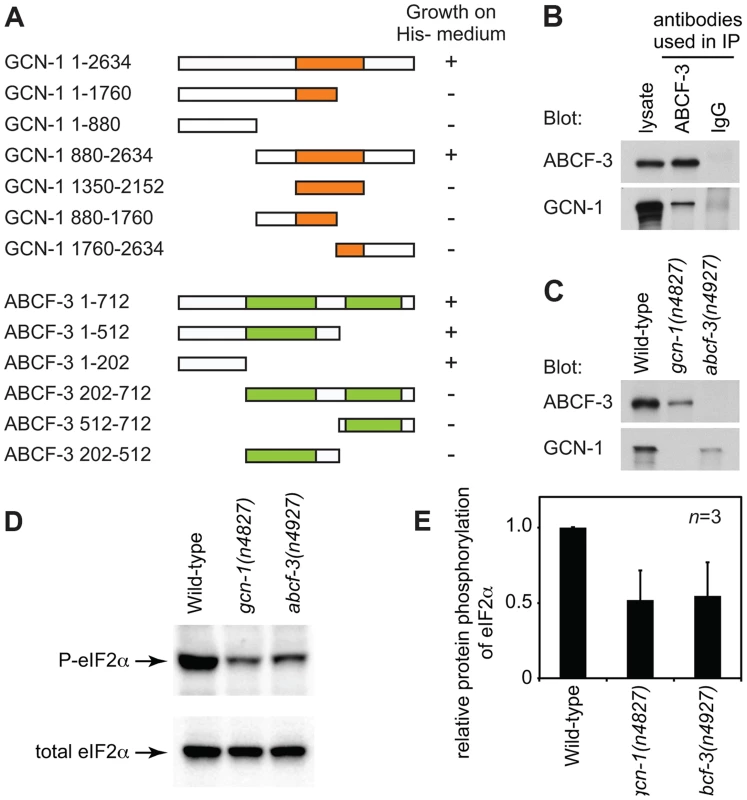 GCN-1 and ABCF-3 proteins are evolutionarily conserved functionally.