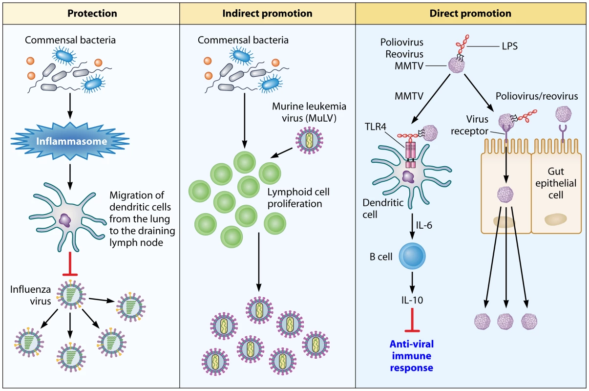 An overview of how the commensal microbiota influence viral pathogenesis.