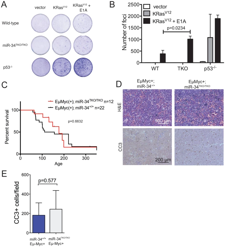 Oncogene-induced transformation in miR-34<sup>TKO/TKO</sup> fibroblasts and mice.