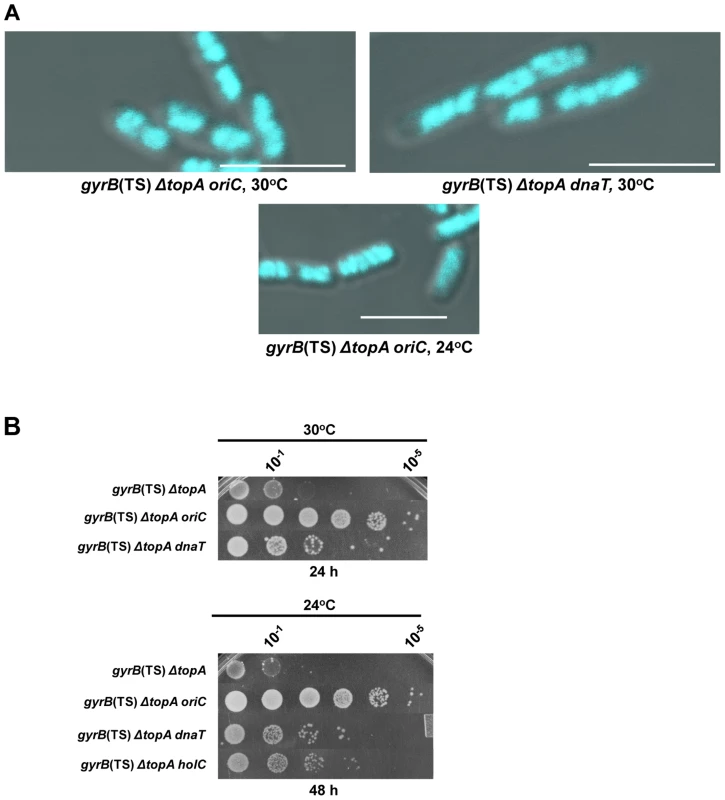 Effects of mutations affecting DNA replication on the growth and chromosome segregation defects in the <i>gyrB</i>(Ts) <i>ΔtopA</i> strain.