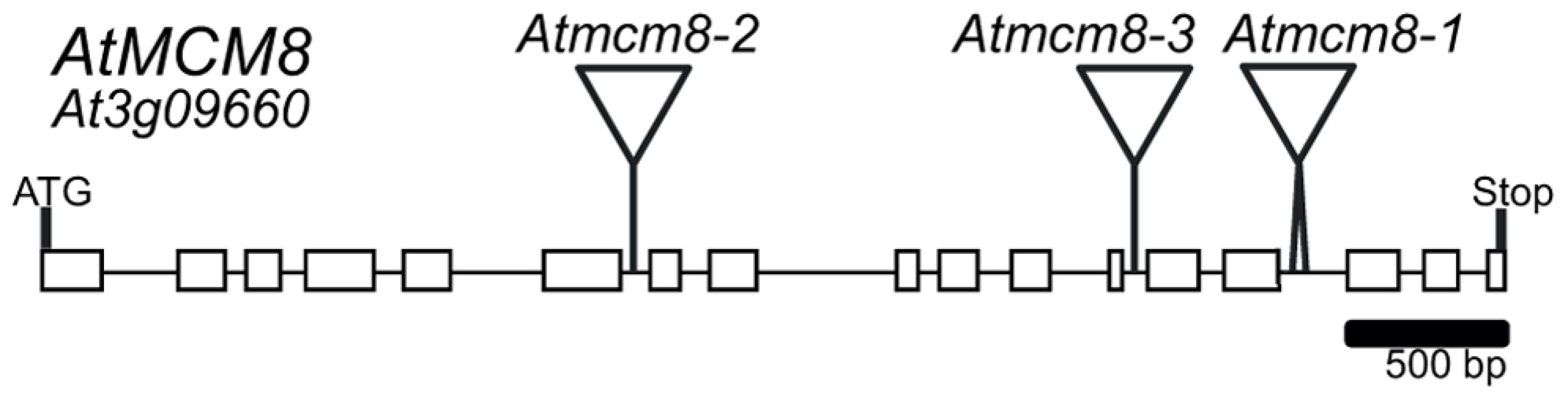 <i>AtMCM8</i> gene structure.