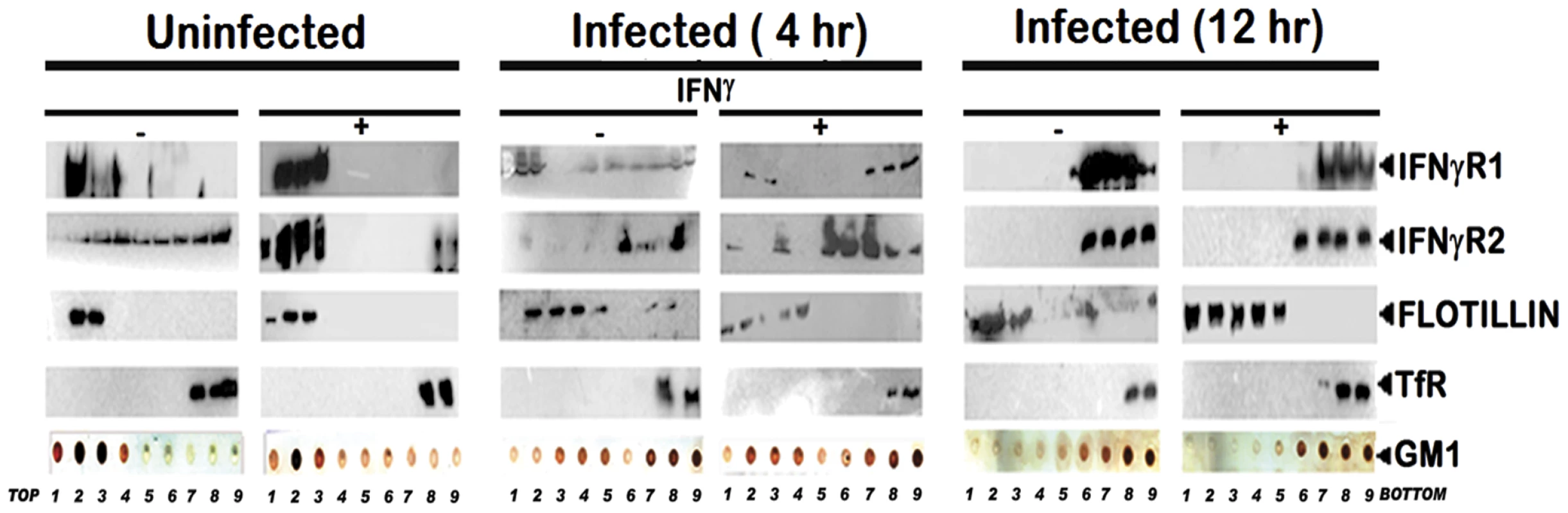 Disruption of lipid raft microdomains suppresses IFNγR subunit assembly in LD infected MØs.