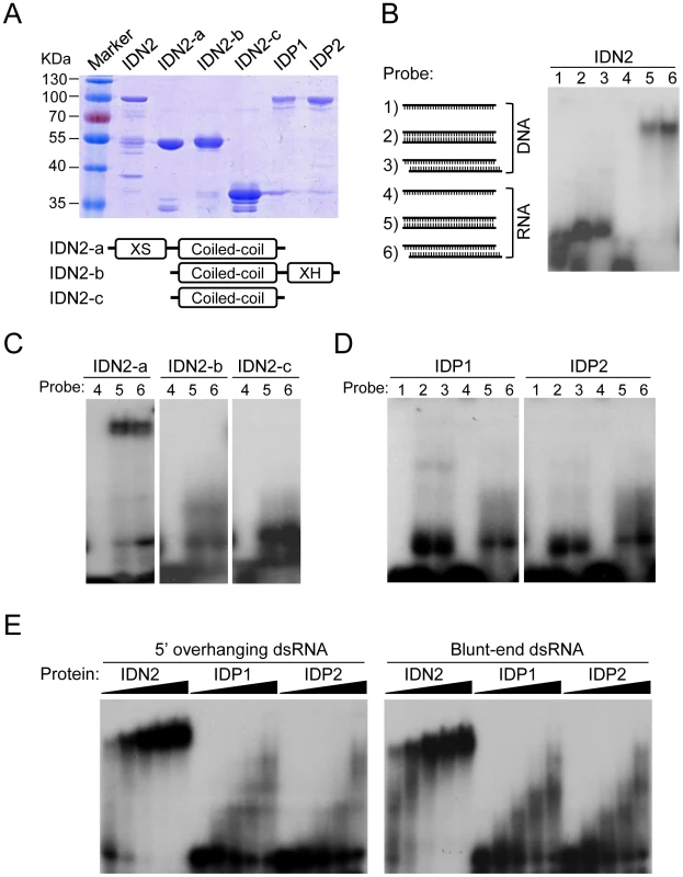 IDN2, but not IDP1 or IDP2, binds double-stranded RNA.