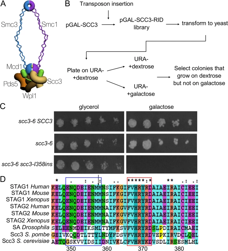 Identification of a functional domain in Scc3.