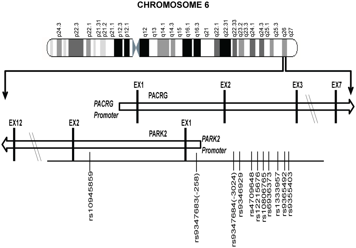 A partial map of Chromosome-6q26 expanded to show the position and distribution of 11 significant SNPs (shown with rs numbers) in the regulatory region of the PARK2 and PACRG genes.