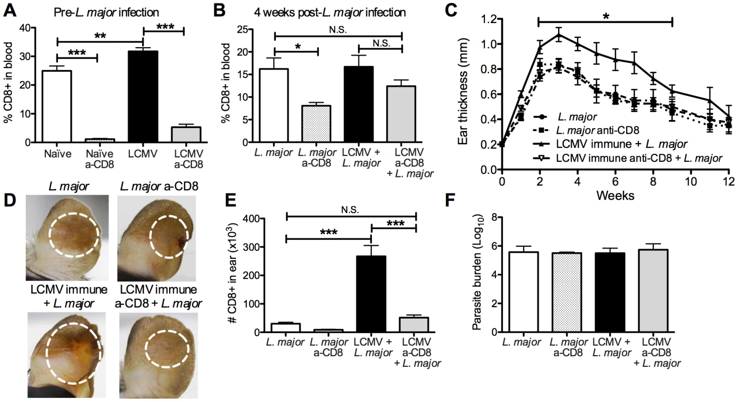 Exacerbated immunopathology is lost following depletion of CD8 T cells in LCMV immune mice prior to <i>L. major</i> infection.