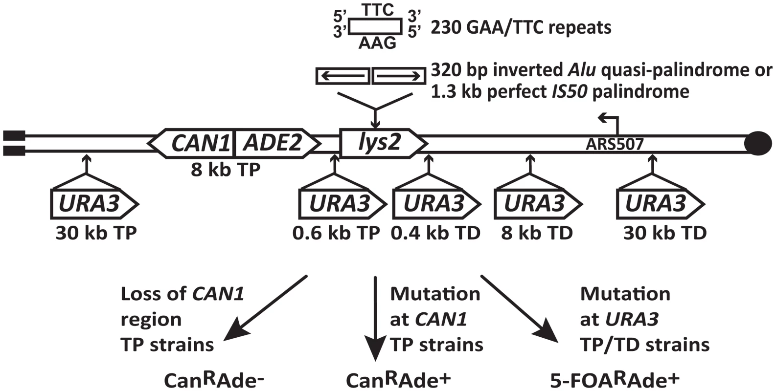 Experimental system to study fragile motif-induced mutagenesis.