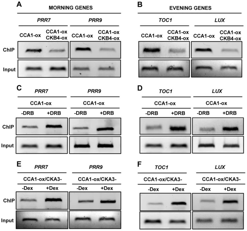 CK2 antagonizes CCA1 binding to the promoters of its target genes.