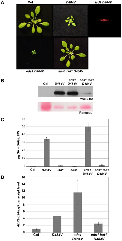 <i>eds1 lsd1 ADR1-L2<sub>D484V</sub></i> plants lose ectopic activation phenotypes.