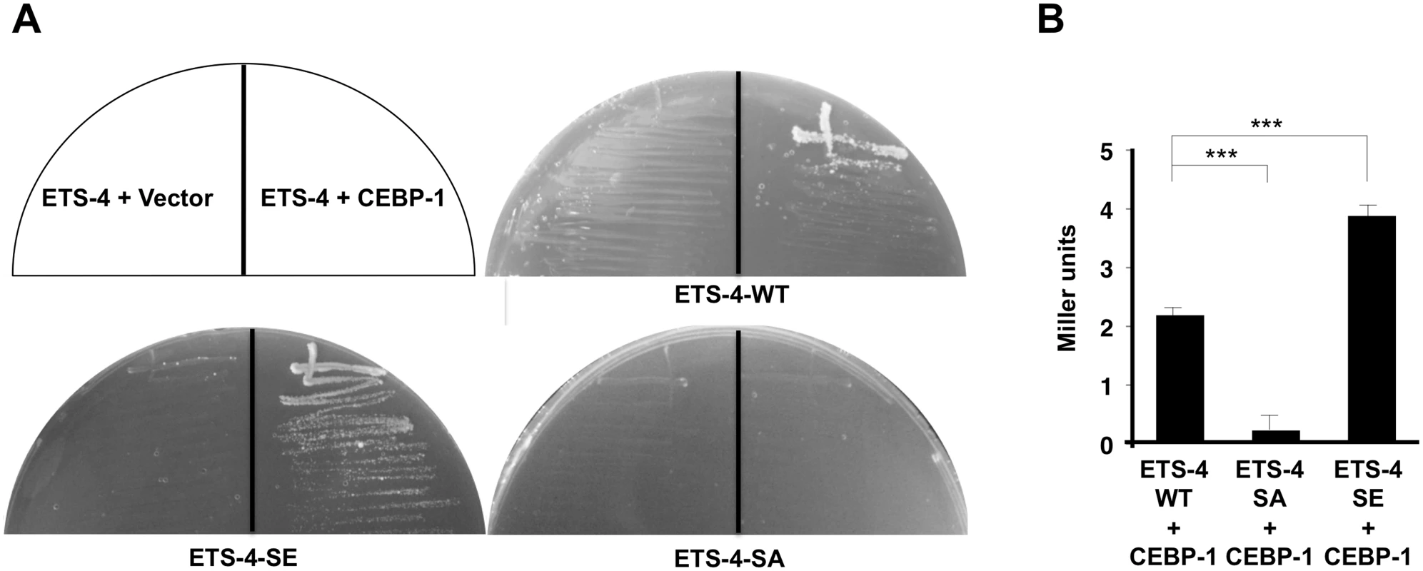 Interaction of ETS-4 with CEBP-1 by yeast two-hybrid assays.