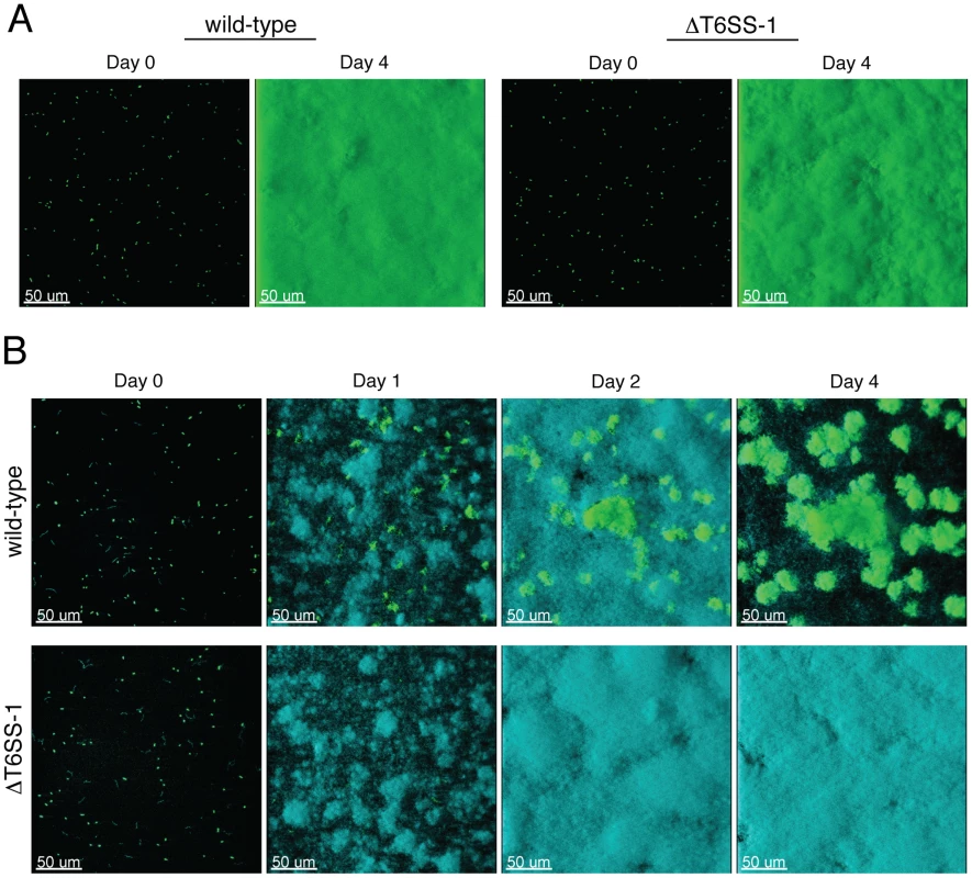T6SS-1 is required for <i>B. thai</i> to persist in mixed biofilms with <i>P. putida</i>.