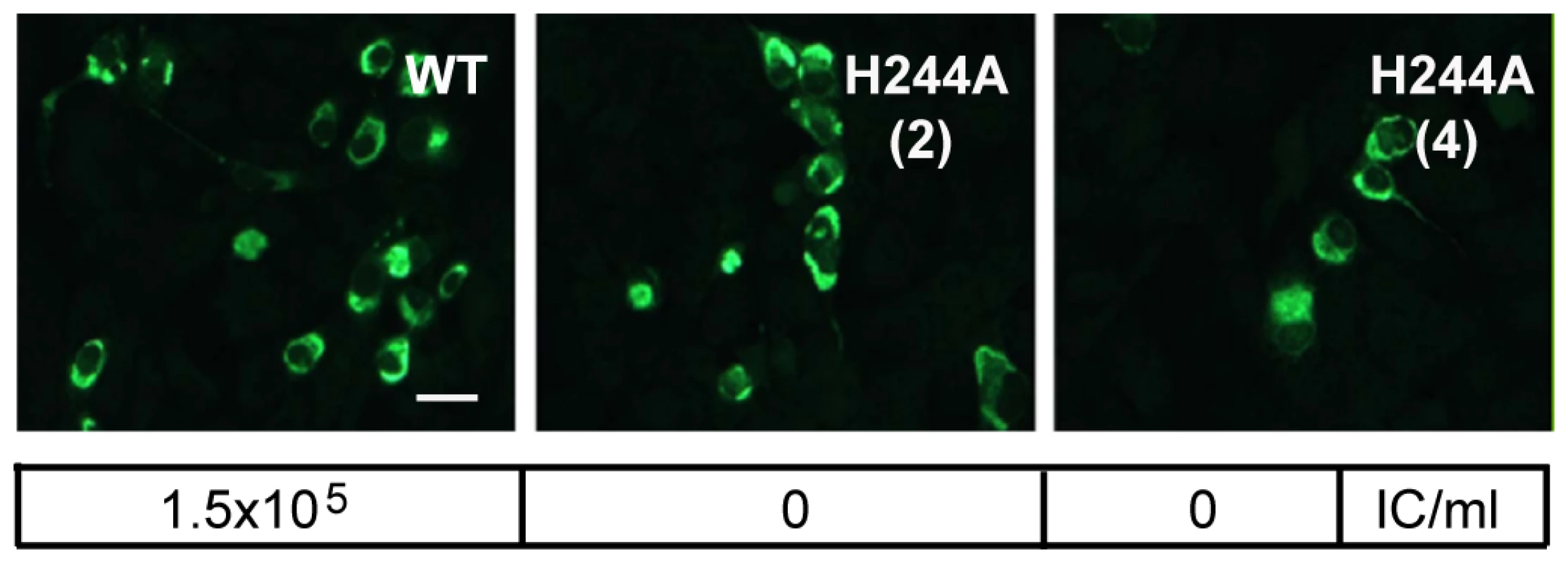 DENV E H244A mutation inhibits virus infection.