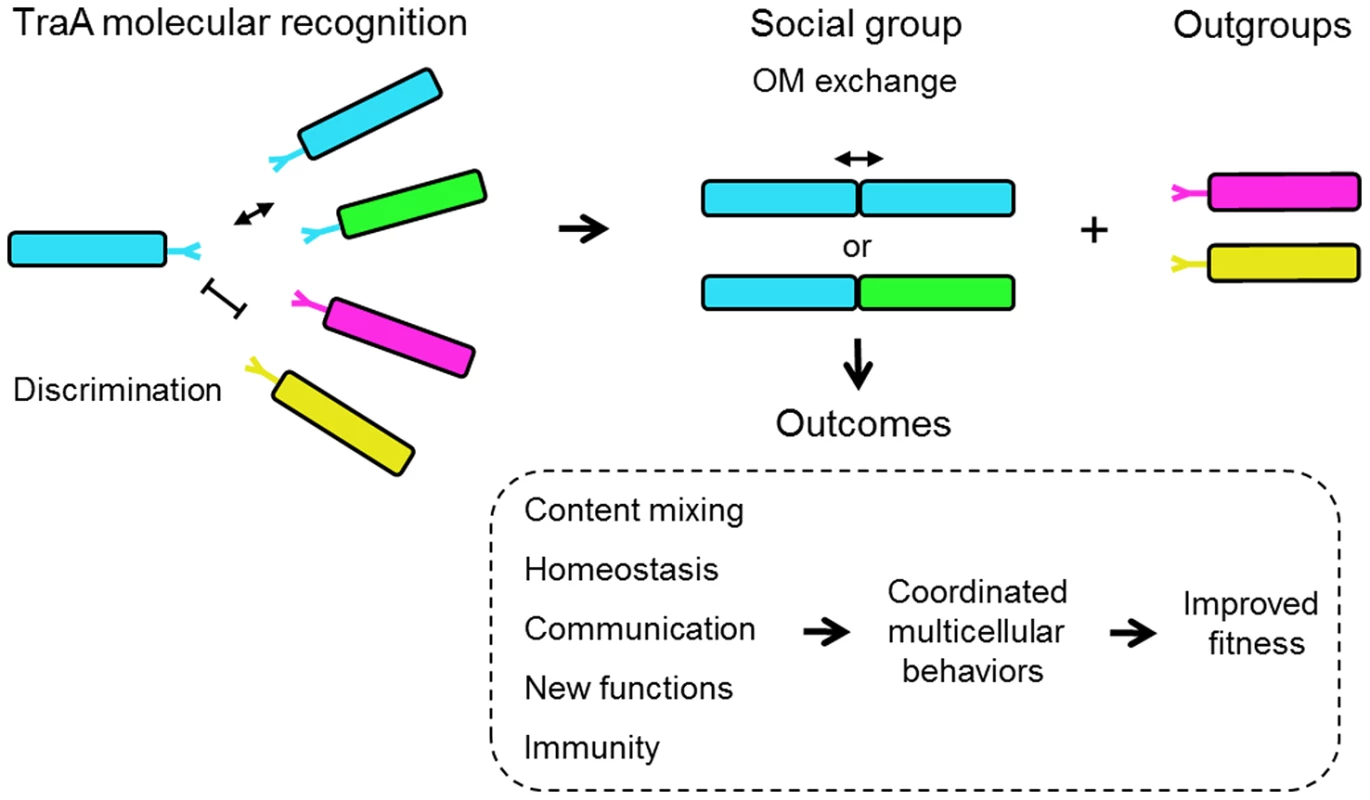 Schematic overview for how TraA-mediated cell-cell interactions can contribute toward myxobacterial social behaviors.