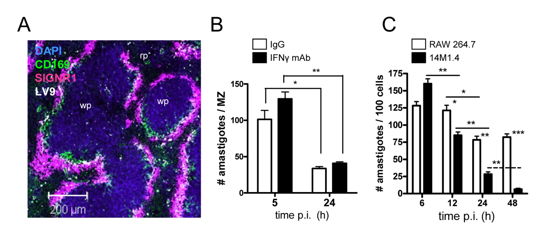 Splenic marginal zone macrophages and marginal metallophilic macrophages control <i>L. donovani</i> by an IFN-γ independent mechanism.