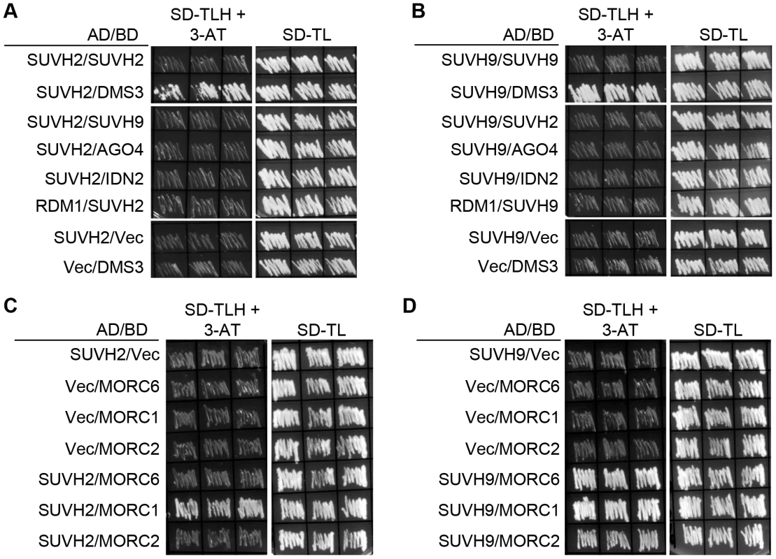 Detection of the interaction of SUVH2 and SUVH9 with RdDM components by yeast two-hybrid assay.