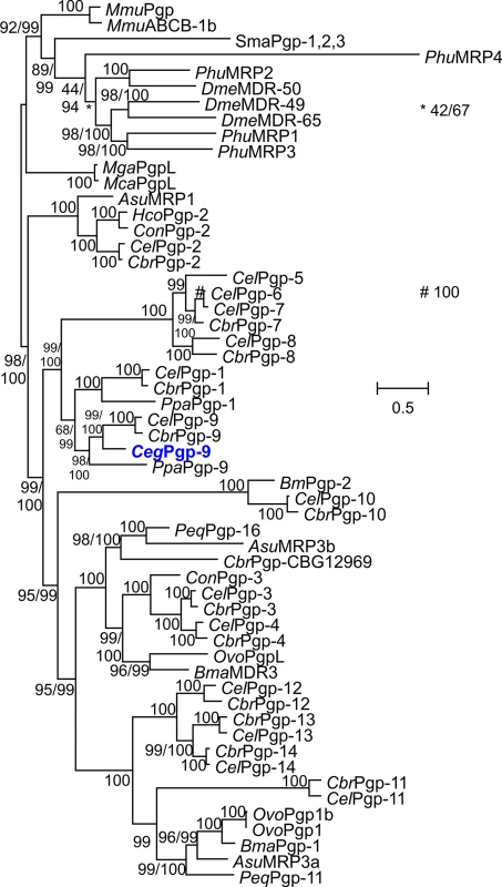 Phylogenetic analysis of nematode Pgps.