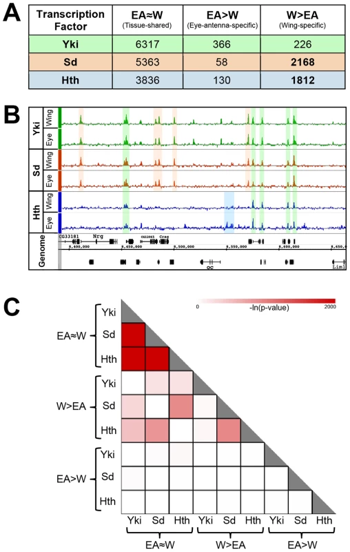Overview of genome-wide Yki, Sd, and Hth binding patterns.