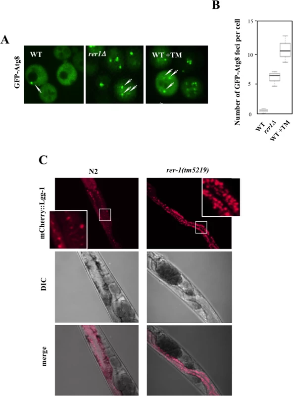 Induction of autophagy in yeast and worm <i>rer1</i> mutants.