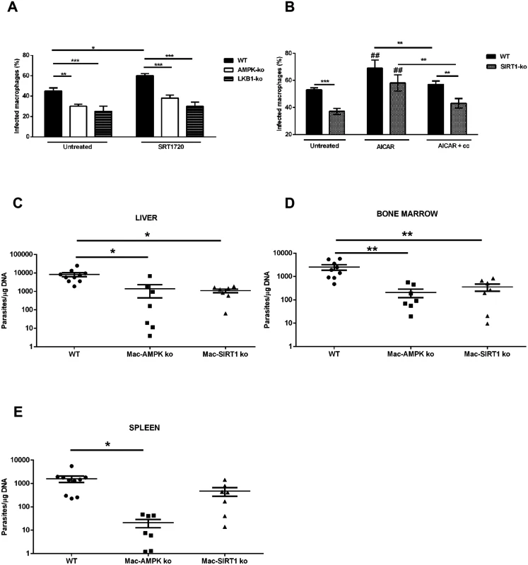 Inhibition of host AMPK contributes for <i>L. infantum</i> clearance.