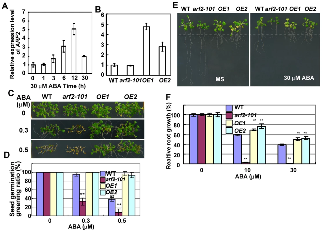 Overexpression of <i>ARF2</i> increases resistant to ABA.