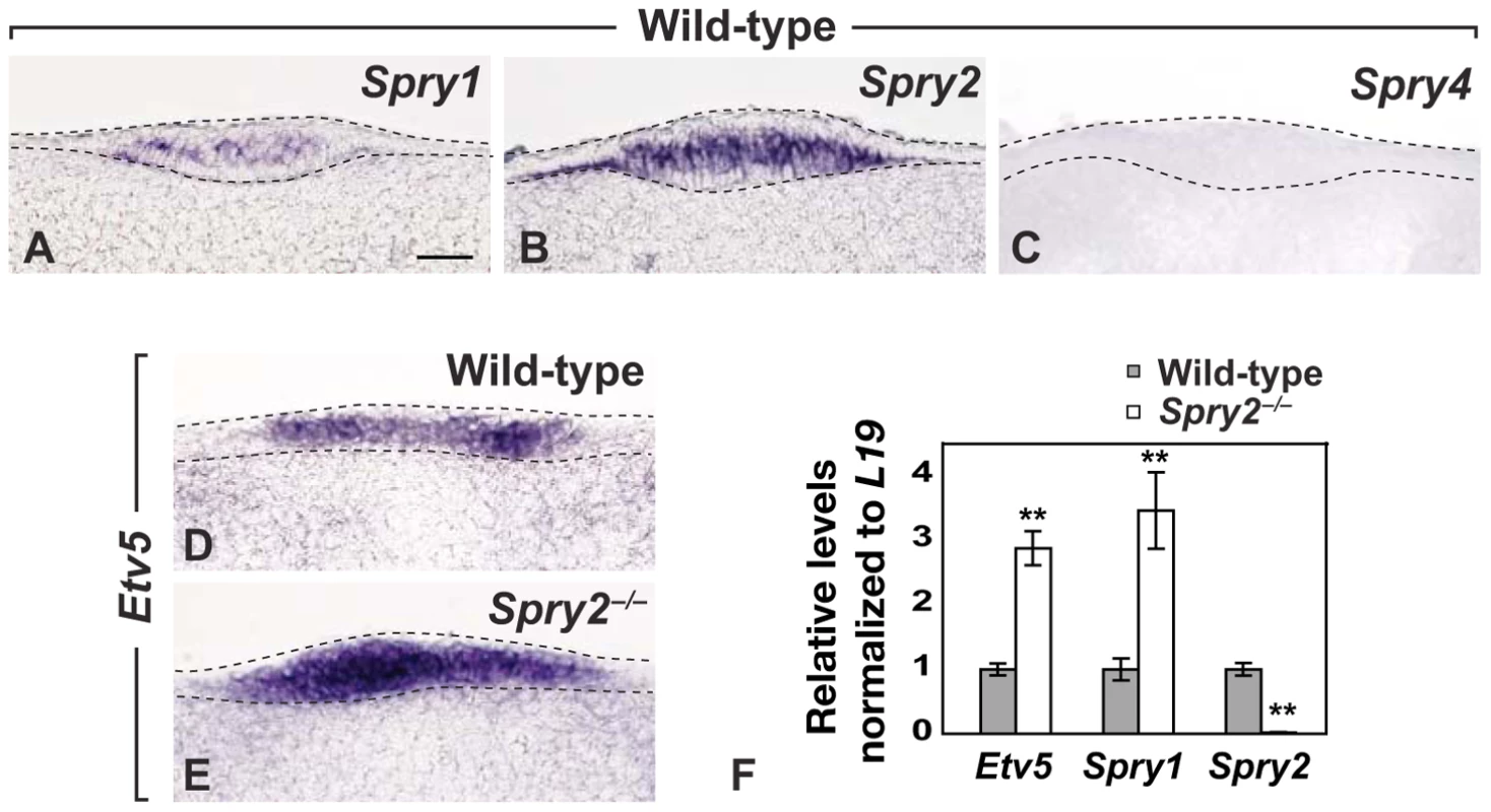 <i>Spry1</i> and <i>Spry2</i> are co-expressed in the CV placode and increased FGF signaling is detected in <i>Spry2</i> mutants.